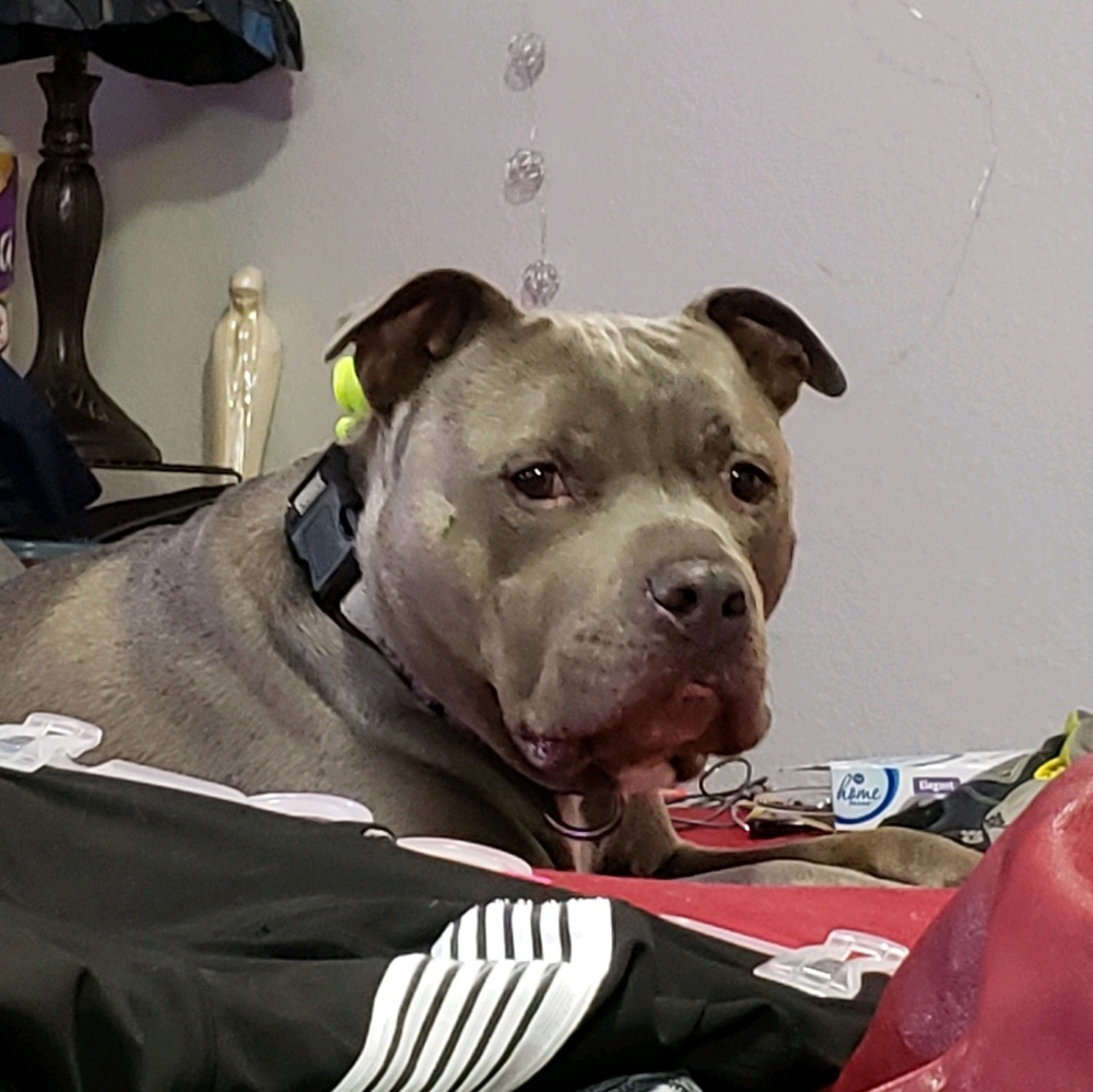 Meet your Posher, Dida